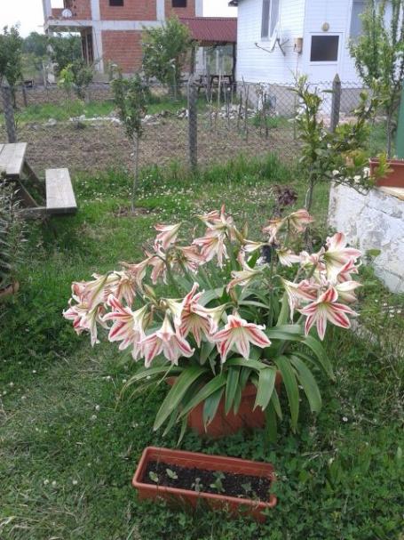 Name:  20160525_132106.jpg
Views: 970
Size:  66.4 KB