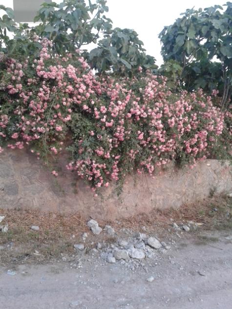 Name:  20160519_195802.jpg
Views: 344
Size:  66.0 KB