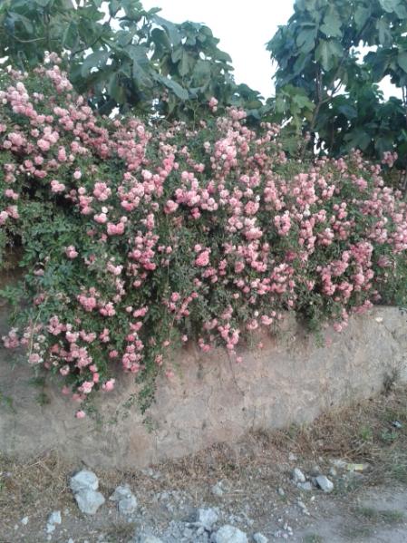 Name:  20160519_195807.jpg
Views: 331
Size:  66.3 KB