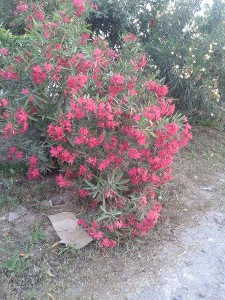 Name:  20160519_195729.jpg
Views: 339
Size:  66.7 KB
