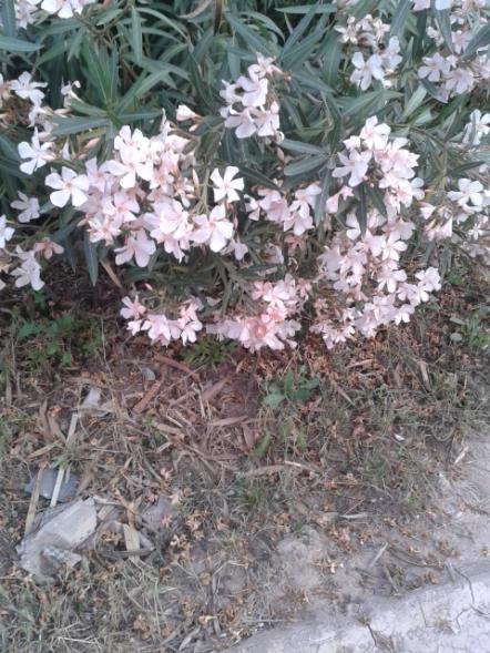 Name:  20160519_195722.jpg
Views: 339
Size:  66.2 KB