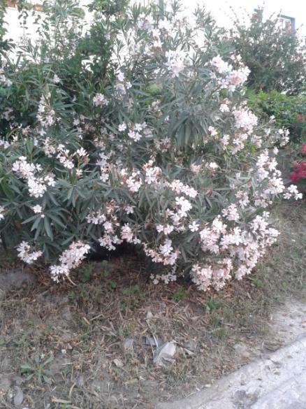 Name:  20160519_195716.jpg
Views: 330
Size:  67.1 KB