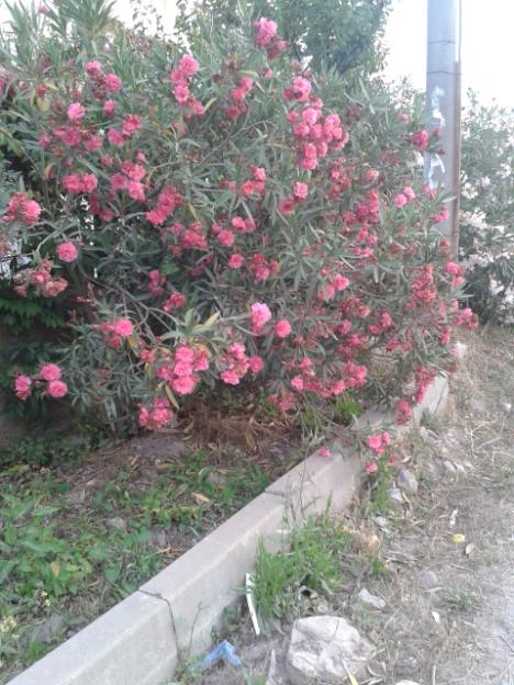 Name:  20160519_195658 - Kopya.jpg
Views: 315
Size:  65.6 KB
