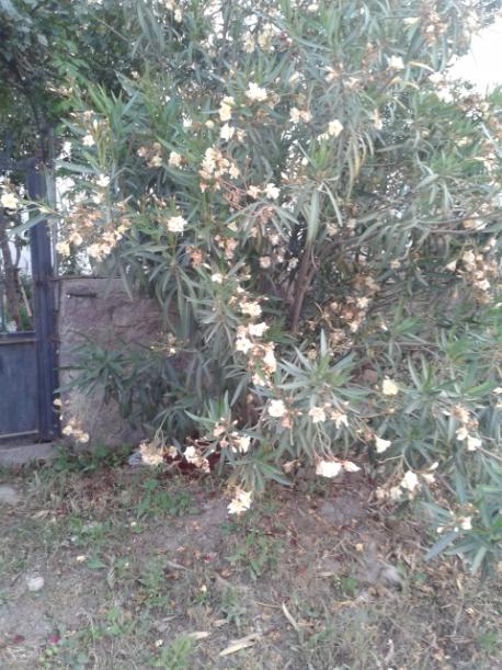 Name:  20160519_195741.jpg
Views: 336
Size:  66.0 KB