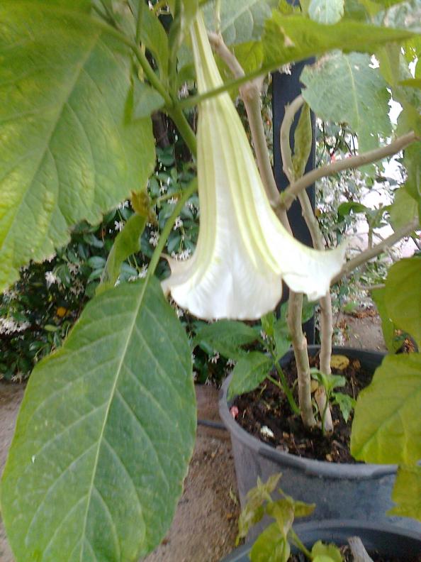 Name:  Fotoraf3849.jpg
Views: 343
Size:  72.5 KB