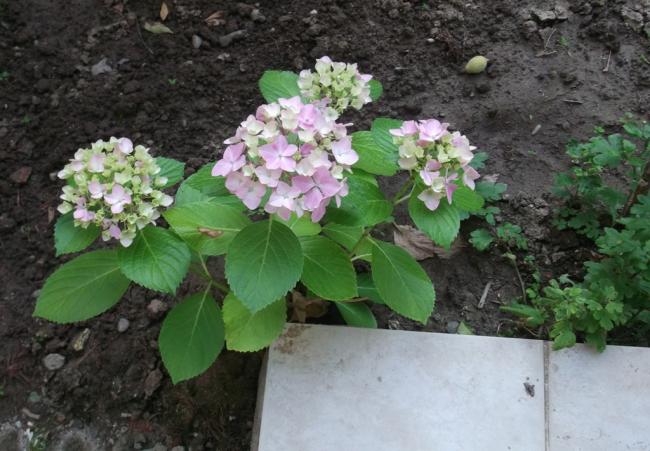 Name:  DSCF9391.jpg
Views: 380
Size:  52.7 KB
