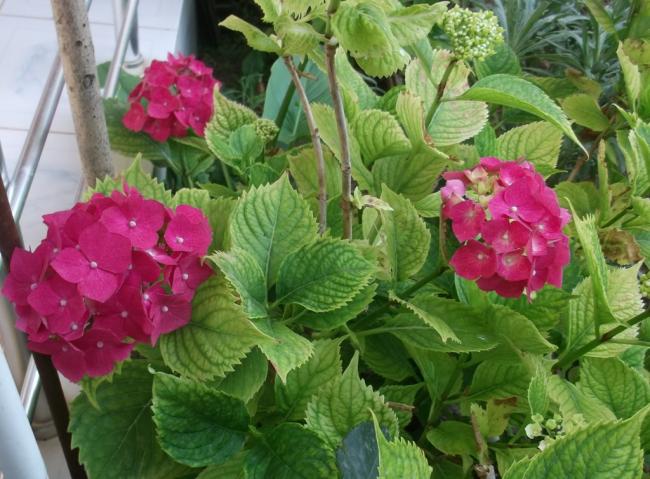 Name:  DSCF9380.jpg
Views: 370
Size:  58.7 KB