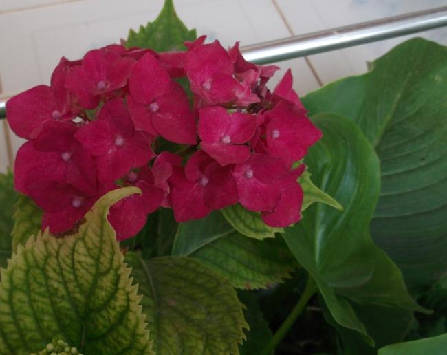 Name:  DSCF9396.jpg
Views: 358
Size:  34.9 KB
