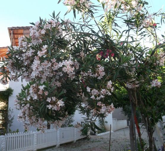 Name:  DSCF9389.jpg
Views: 384
Size:  73.7 KB