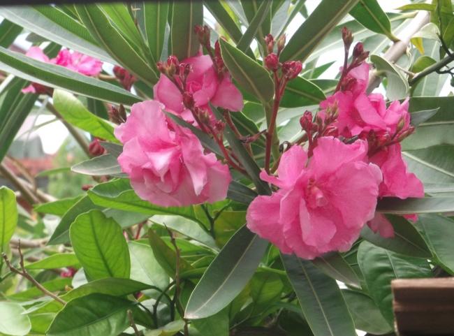 Name:  DSCF9411.jpg
Views: 372
Size:  53.6 KB