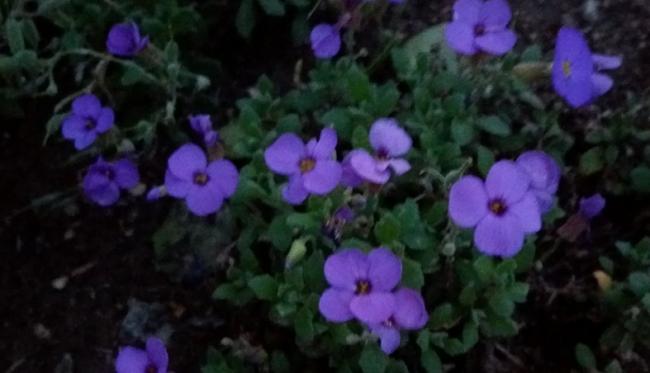 Name:  26042016per.jpg2aubrieta.jpg
Views: 1949
Size:  28.5 KB