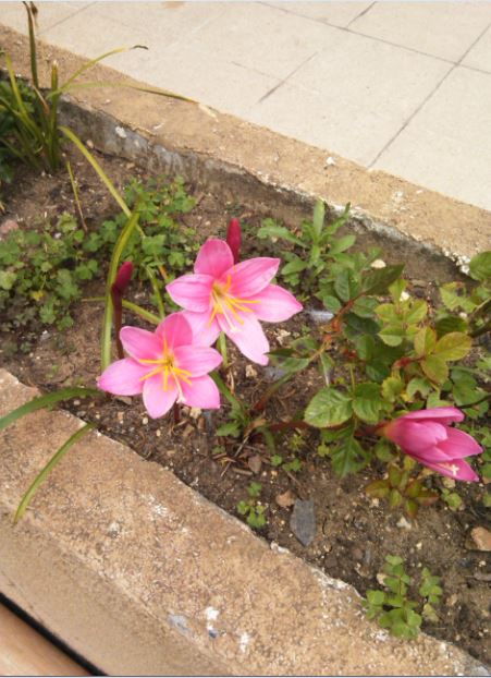 Name:  zp.JPG
Views: 283
Size:  68.2 KB