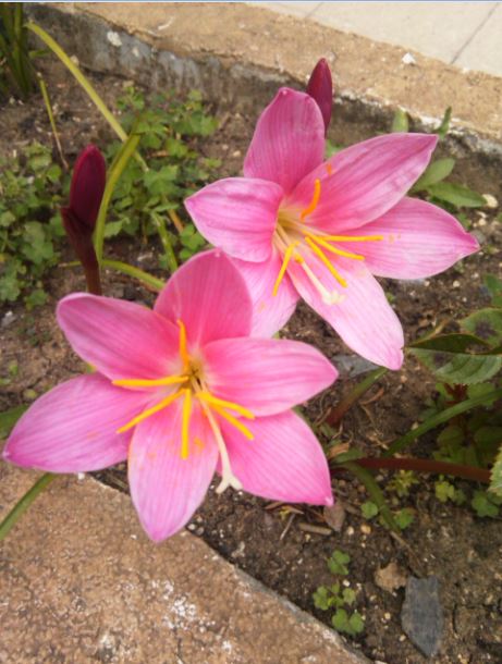 Name:  zp1.JPG
Views: 284
Size:  62.1 KB