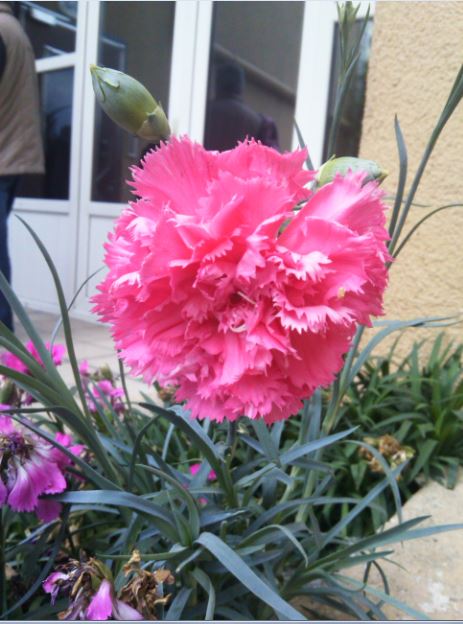 Name:  af.JPG
Views: 273
Size:  61.4 KB