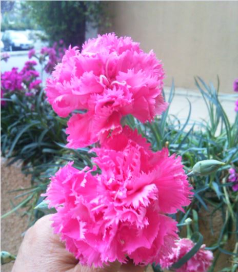 Name:  af2.JPG
Views: 265
Size:  50.9 KB