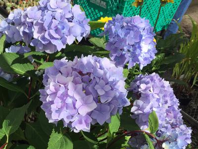 Name:  IMG_4615.jpg
Views: 811
Size:  31.8 KB