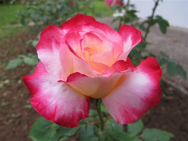 Name:  IMG_9109 (600 x 450).jpg
Views: 562
Size:  59.4 KB