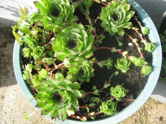 Name:  sempervivum.jpg
Views: 840
Size:  53.7 KB