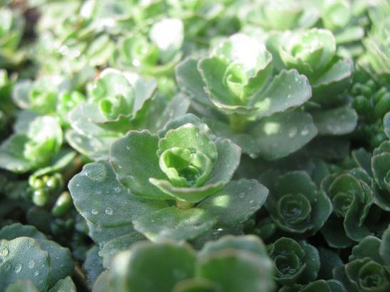 Name:  -sedum m..jpg
Views: 788
Size:  33.2 KB