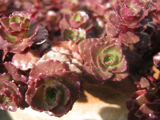 Name:  -s. spurium.jpg
Views: 793
Size:  38.4 KB