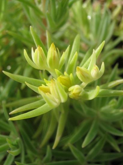 Name:  -sedum lineare.jpg
Views: 808
Size:  25.9 KB