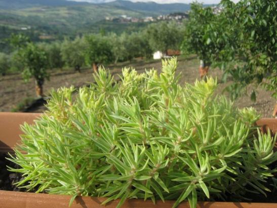 Name:  -sedum l,.jpg
Views: 772
Size:  45.8 KB