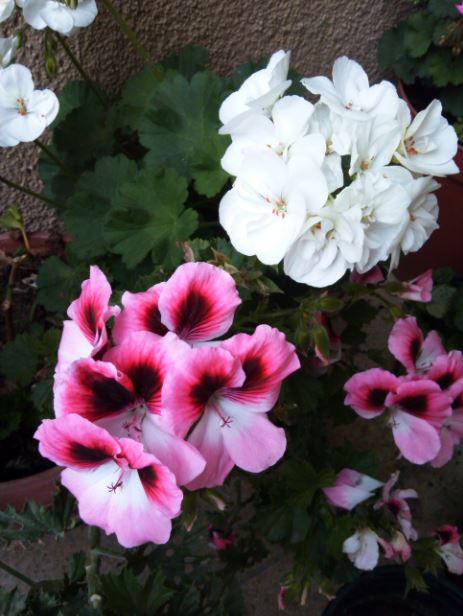 Name:  sr1.JPG
Views: 231
Size:  55.1 KB