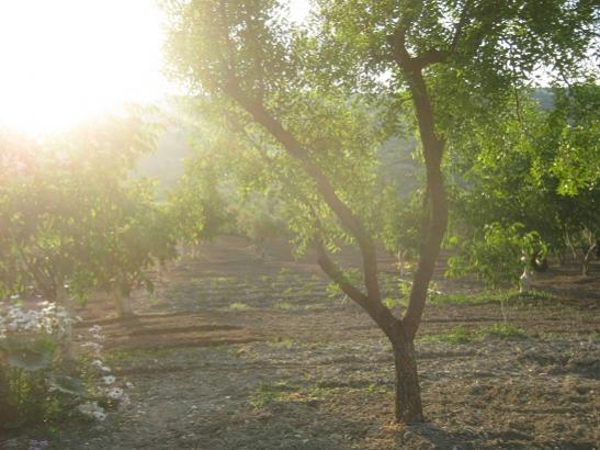 Name:  akam zeri.jpg
Views: 716
Size:  41.8 KB