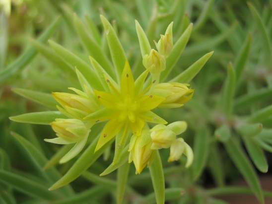 Name:  -sedum . lineare.jpg
Views: 707
Size:  63.8 KB