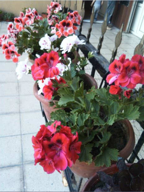Name:  sd.JPG
Views: 322
Size:  62.9 KB