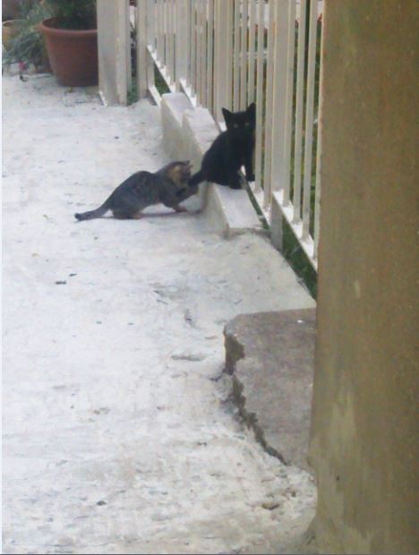 Name:  ked2.JPG
Views: 293
Size:  42.9 KB