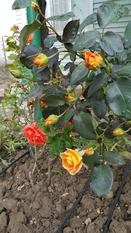 Name:  20160522_073659.jpg
Views: 626
Size:  74.6 KB