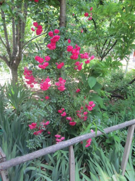 Name:  IMG_5584.jpg
Views: 521
Size:  64.9 KB