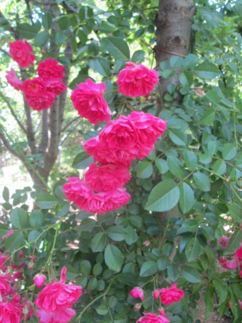 Name:  IMG_5585.jpg
Views: 478
Size:  56.6 KB