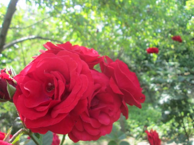 Name:  IMG_5603.jpg
Views: 488
Size:  43.2 KB
