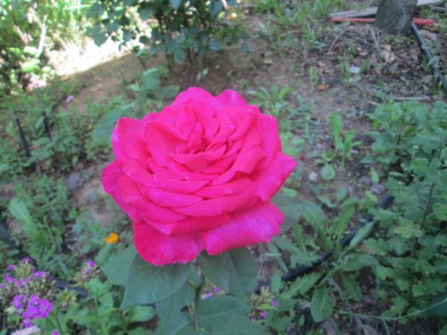 Name:  IMG_5604.jpg
Views: 481
Size:  48.8 KB