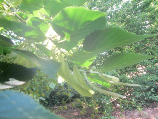 Name:  IMG_5597.jpg
Views: 493
Size:  50.5 KB