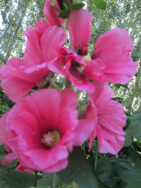 Name:  IMG_5639.jpg
Views: 479
Size:  45.7 KB