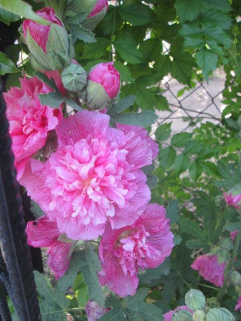 Name:  IMG_5637.jpg
Views: 469
Size:  49.5 KB