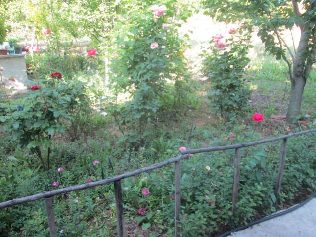 Name:  IMG_5633.jpg
Views: 510
Size:  69.7 KB