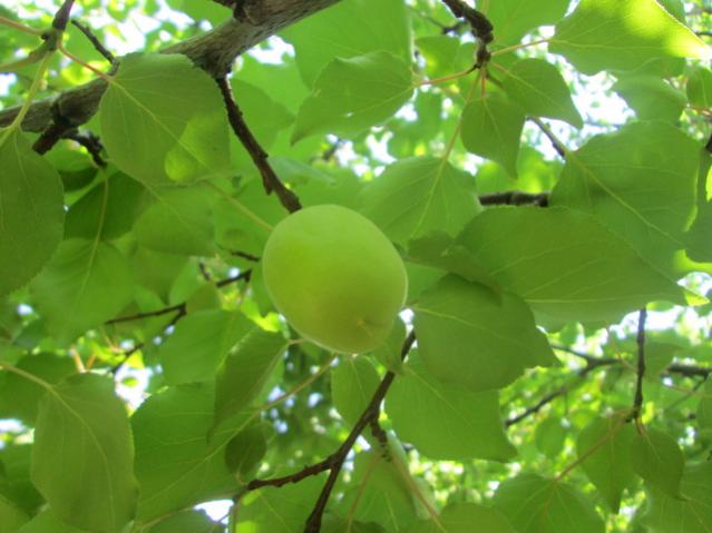 Name:  IMG_5625.jpg
Views: 467
Size:  39.0 KB