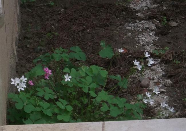 Name:  DSCF9420.jpg
Views: 596
Size:  48.6 KB