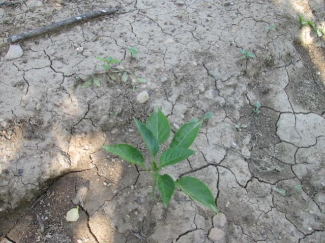 Name:  IMG_5617.jpg
Views: 459
Size:  62.1 KB