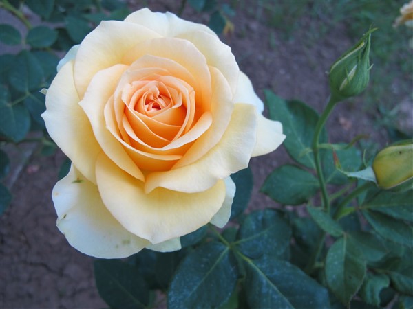 Name:  IMG_9182 (600 x 450).jpg
Views: 894
Size:  60.0 KB