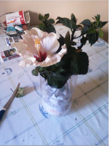 Name:  hb3.JPG
Views: 322
Size:  45.8 KB