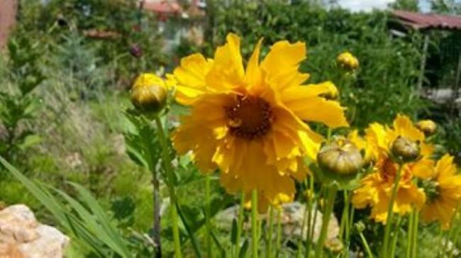 Name:  13312662_10154245950728415_6503632412992160791_n (Small).jpg
Views: 449
Size:  39.3 KB
