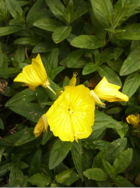 Name:  g1.JPG
Views: 483
Size:  50.4 KB