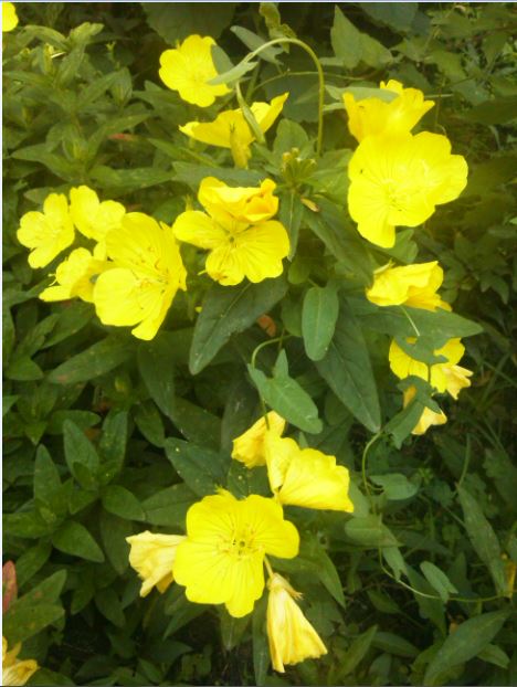 Name:  g2.JPG
Views: 483
Size:  60.2 KB