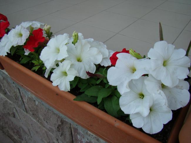 Name:  4.jpg
Views: 1251
Size:  34.4 KB