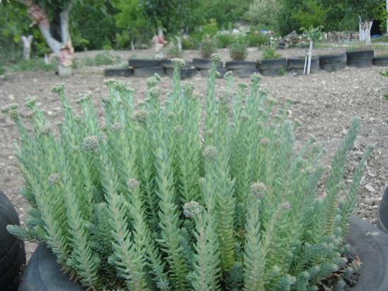 Name:  -sedum rrupestre.jpg
Views: 519
Size:  46.5 KB